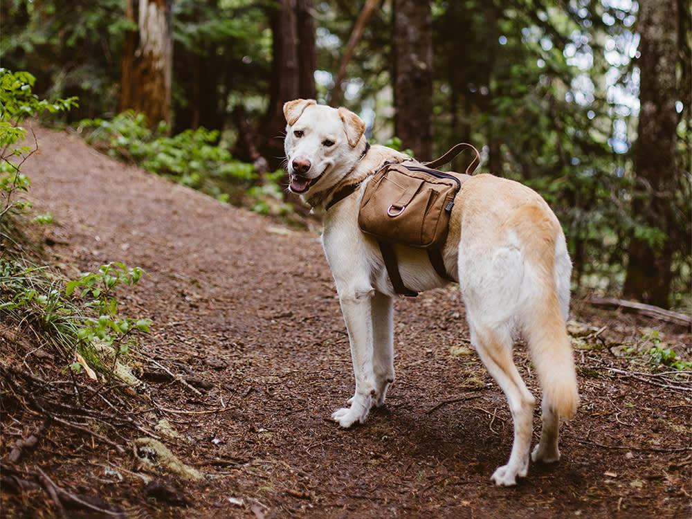 Labrador with backpack