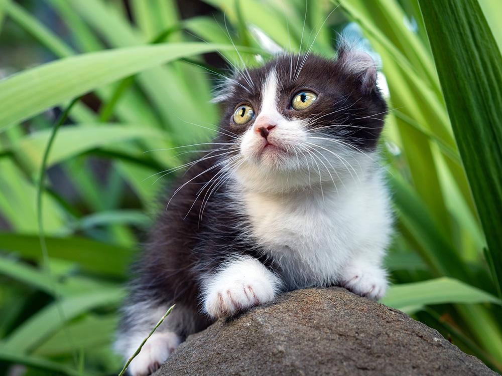 Small black and white american curl kitten