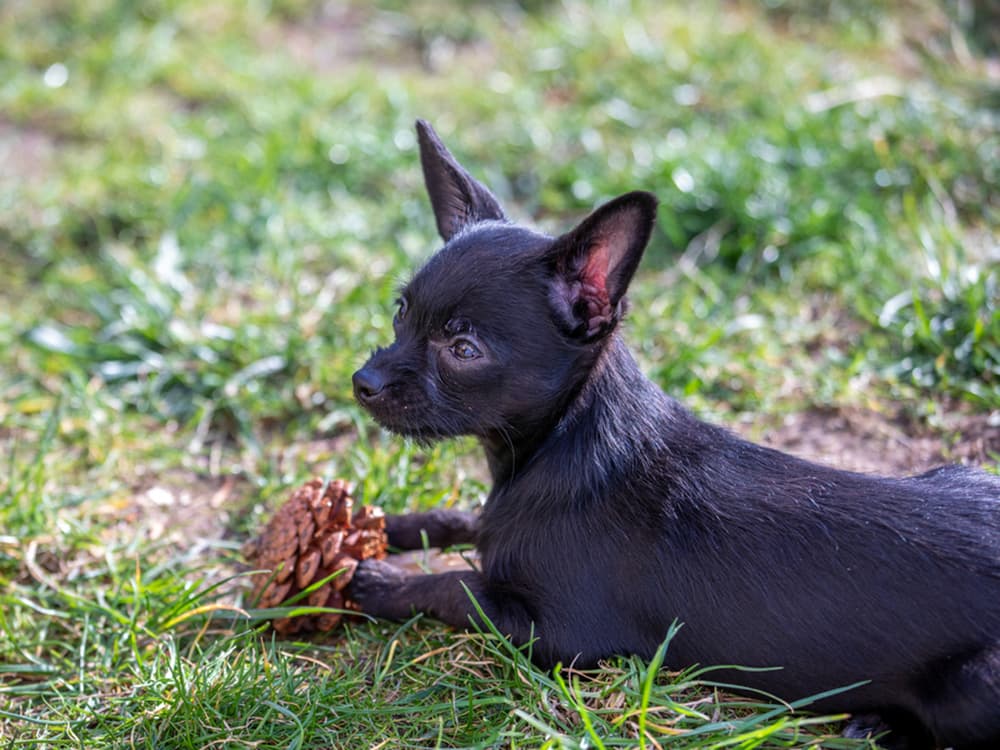 chipoo in grass