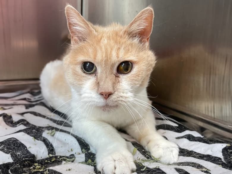 foster cat in need