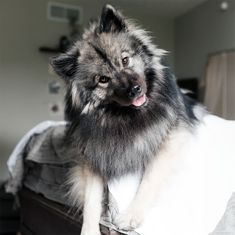 200+ One-Syllable Dog Names