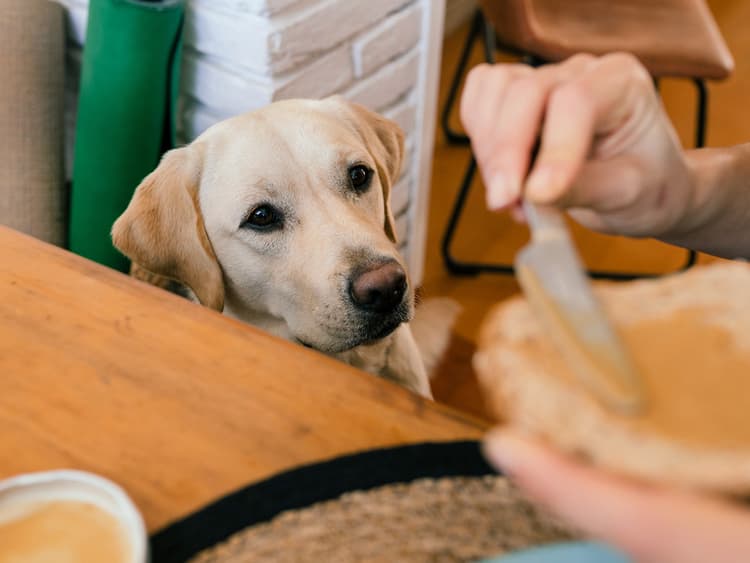 How to Deal With Your Dog’s Begging Problem