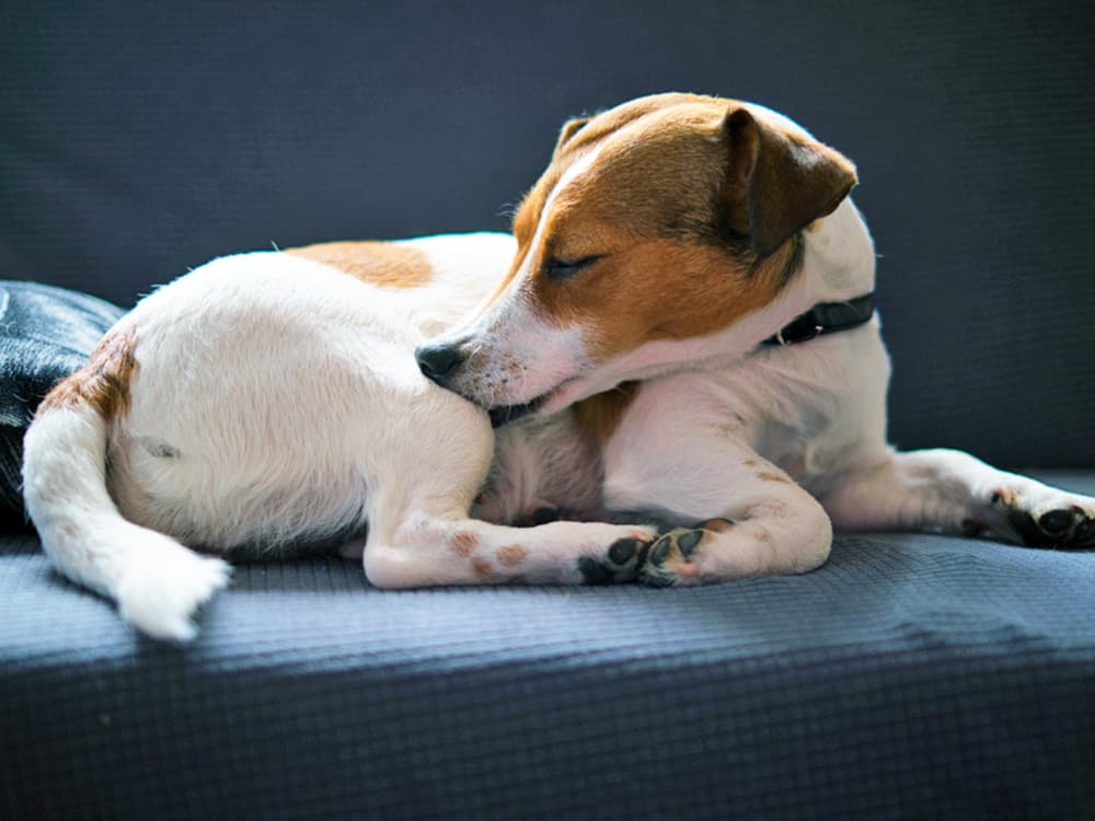 13 Common Dog Skin Conditions