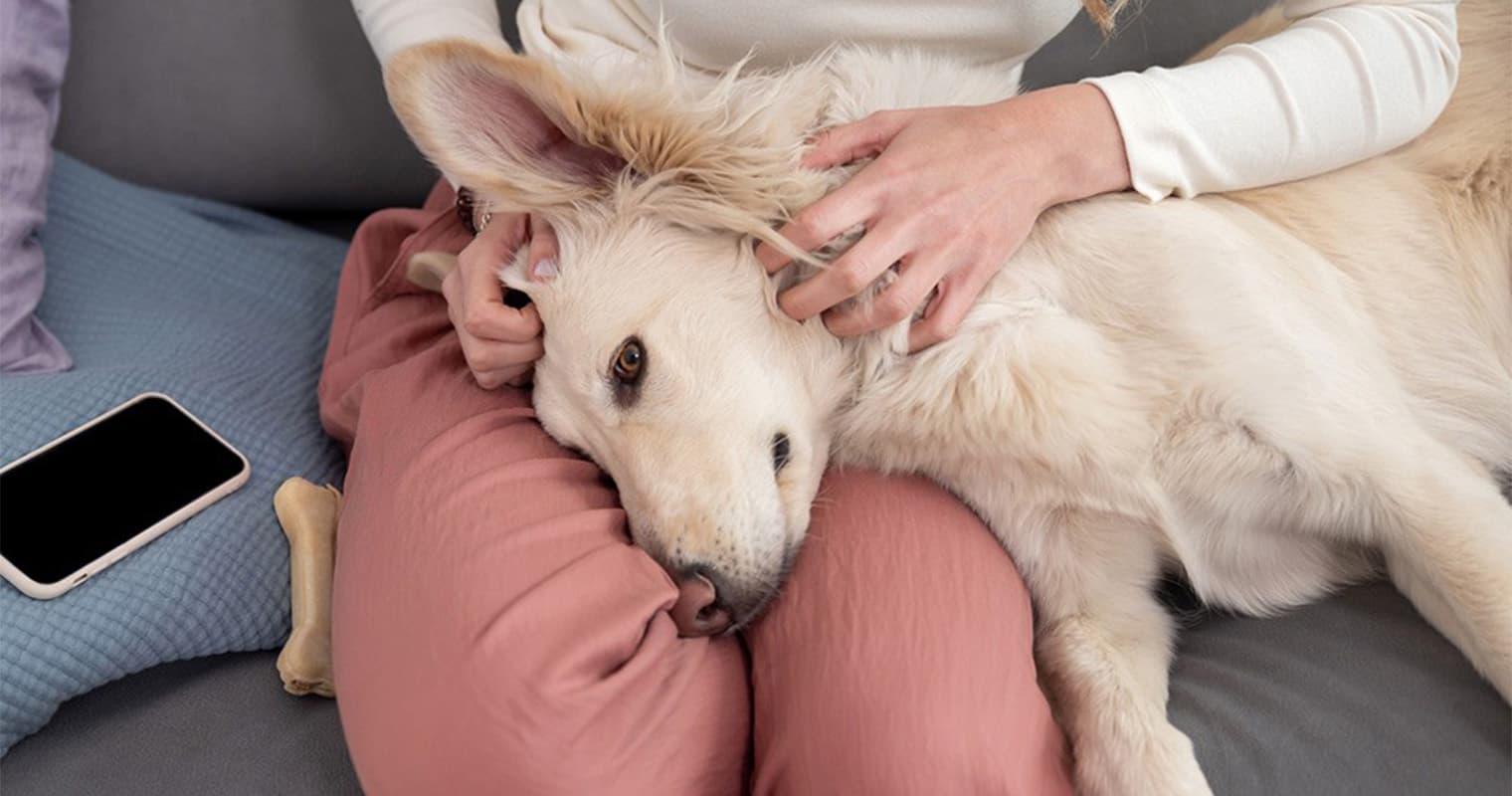 Can You Give a Dog Benadryl?