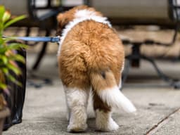 How to Tell if Your Dog is a Lefty or a Righty