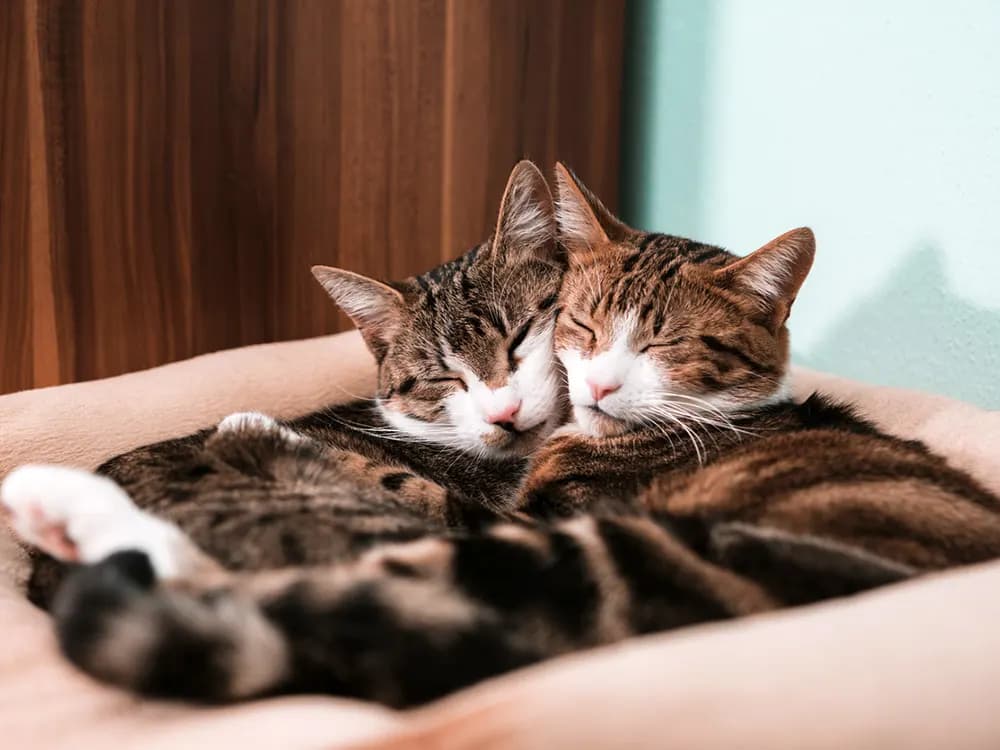 two kitties snuggling