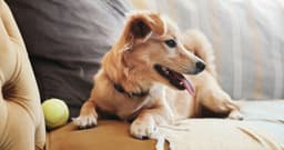 What’s a Courtesy Listing?