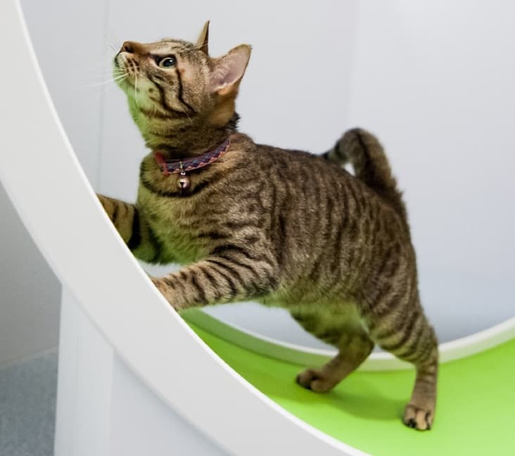 An Ocicat cat crouching inside.