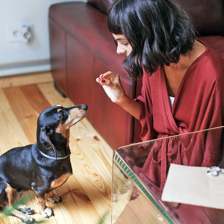 Probiotics for Dogs: Benefits, Types, and When to Use Them