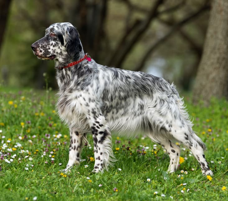 A purebred English Setter dog standing in the grass.