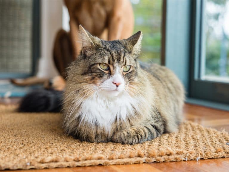 fluffy norwegian forest cat
