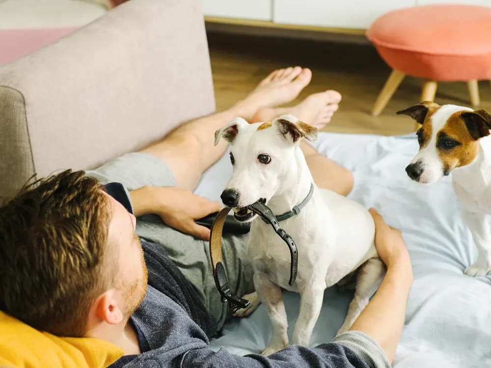 jack russell terrier dog holding collar at person while other dog looks on