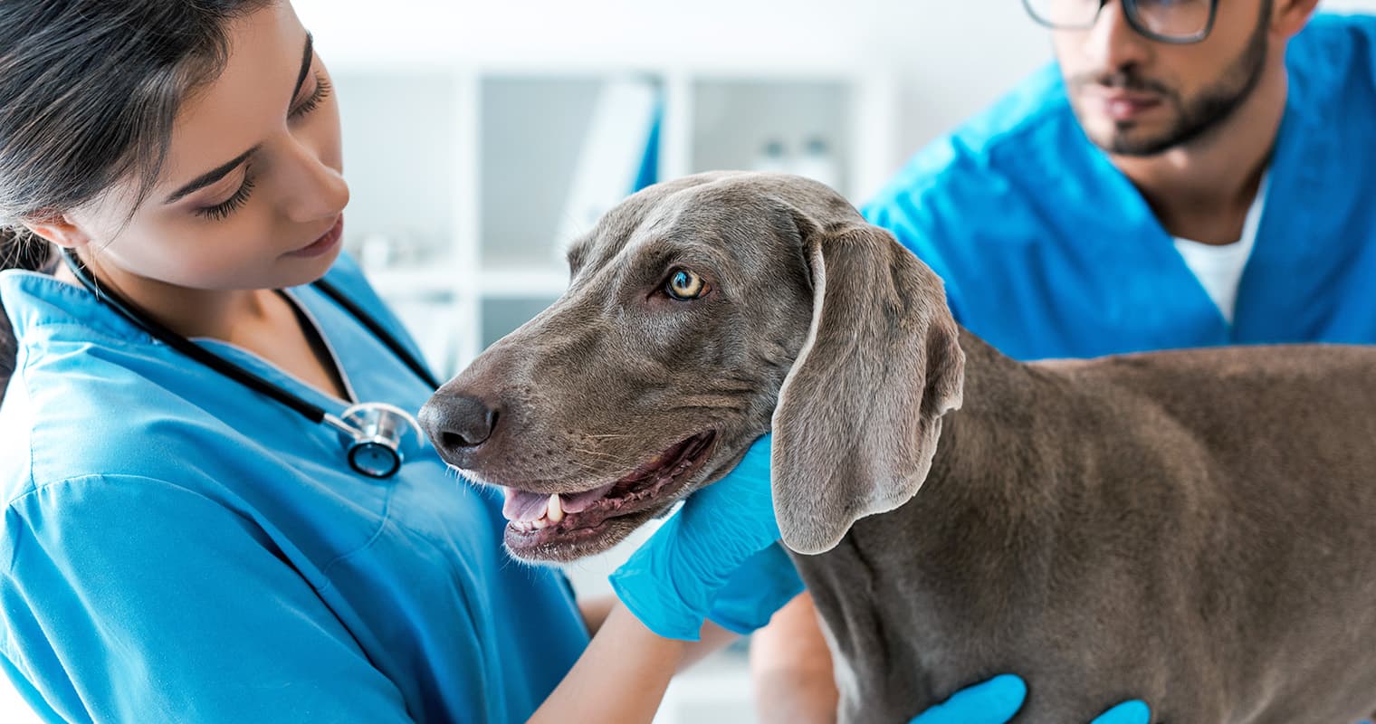 How Much Does it Cost to Microchip Your Dog?