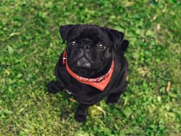 Everything You Need to Know About Cataracts in Dogs