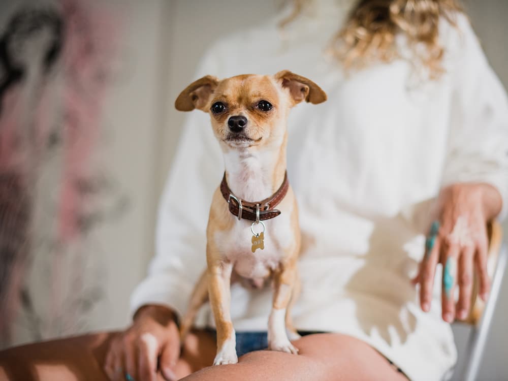 How Can You Stop Your Dog From Being Overly Protective of You?