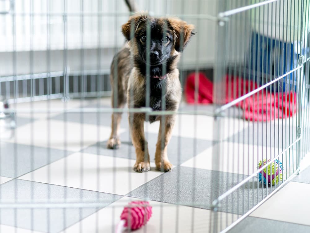 Puppy laying in close dog crate with toys.