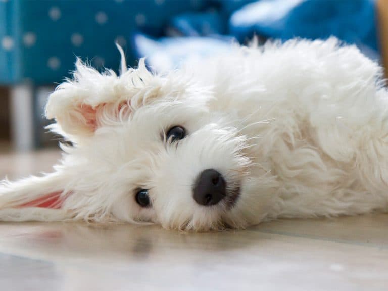 coton de tulear lying on side