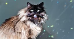 150+ Best Mystical Cat Names