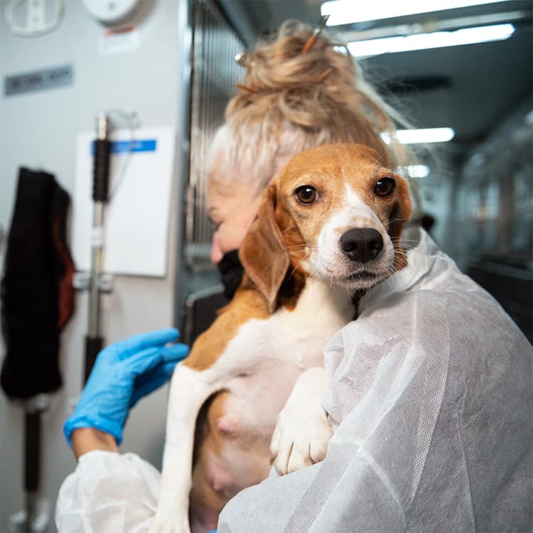 Dog Breeding Facility Fined a Record $35 Million for Animal Cruelty Against 4,000 Beagles