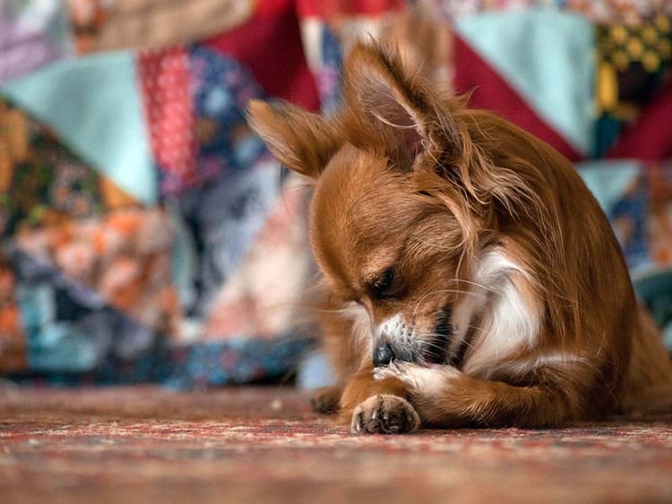 Why Do Dogs Lick Their Paws?