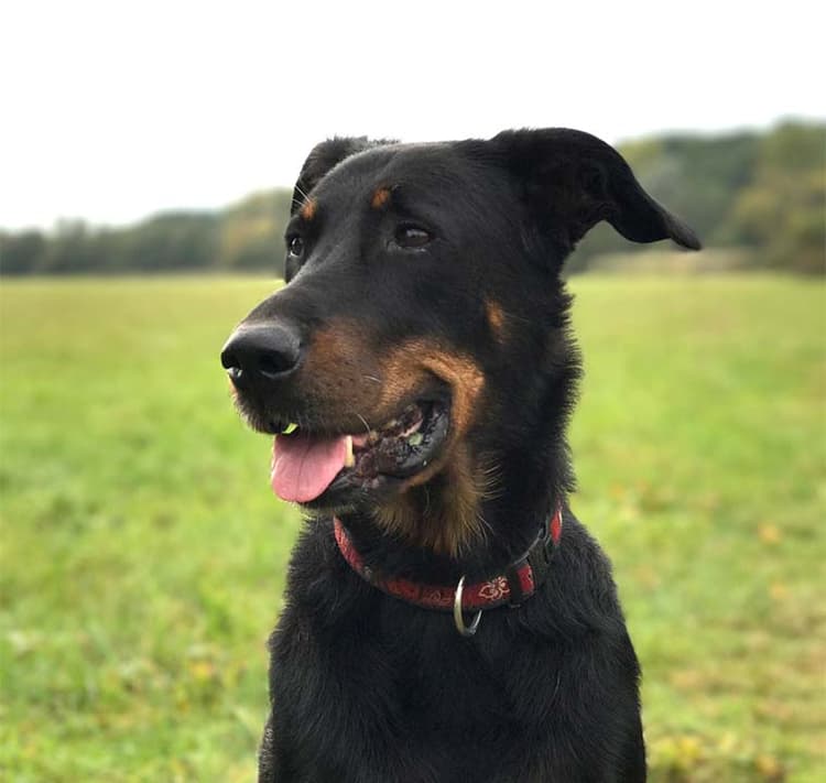 A purebred Beauceron dog standing outside.
