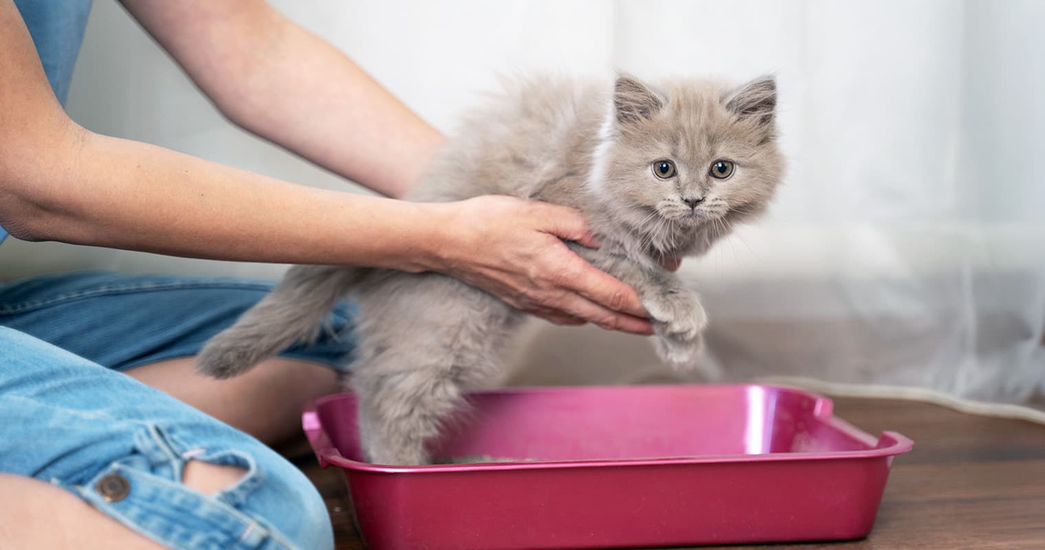 How to Litter Train a Kitten: A Complete Beginner’s Guide