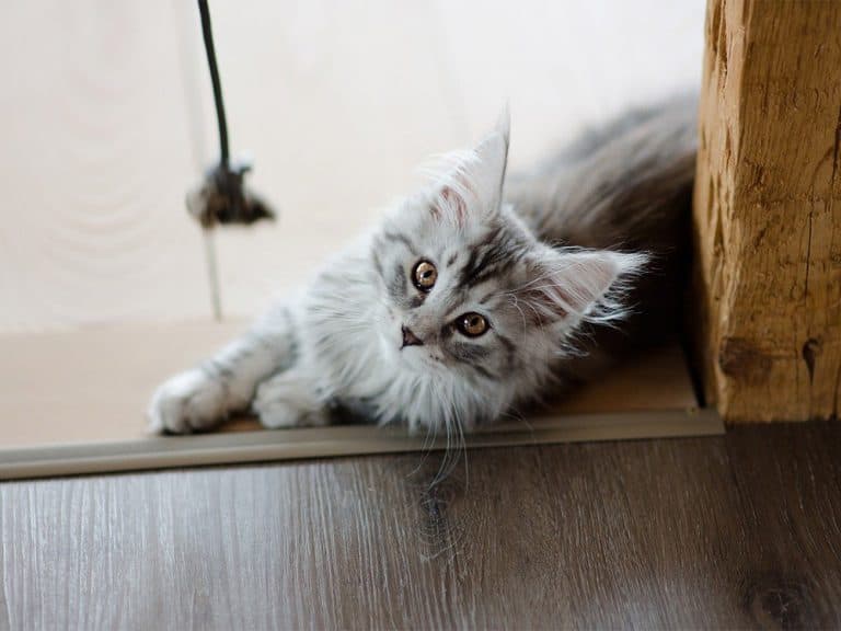 maine coon cat