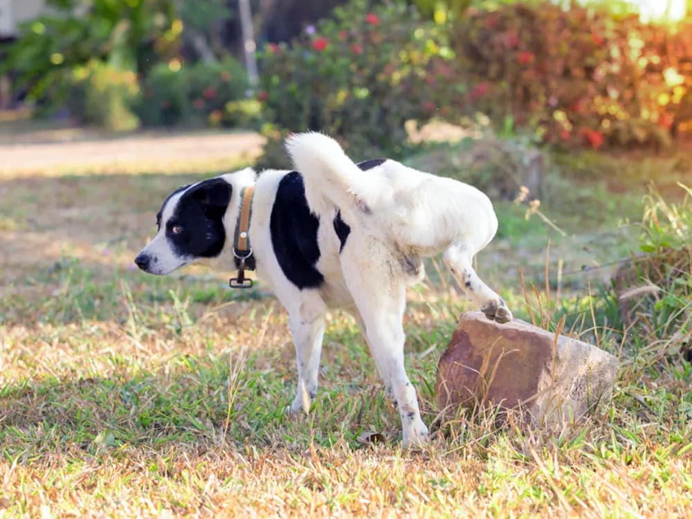 dog marking on a rock