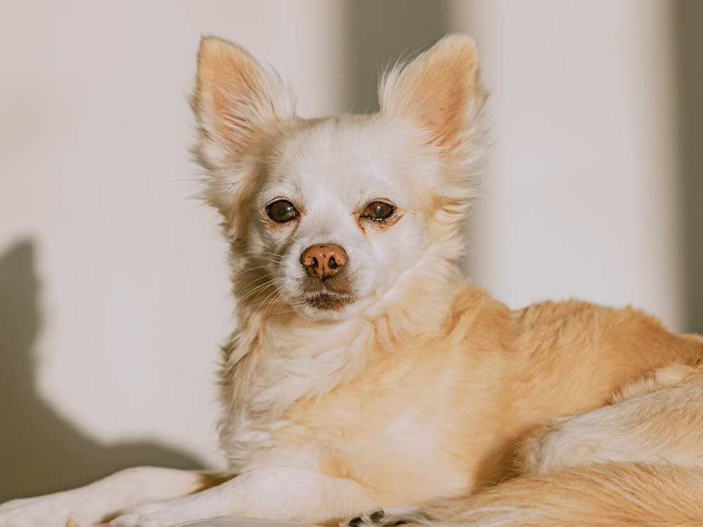 Pomchi dog lounging