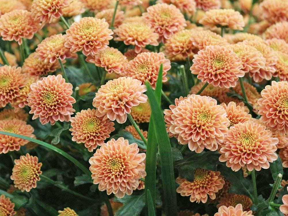 yellow and pink chrysanthemum