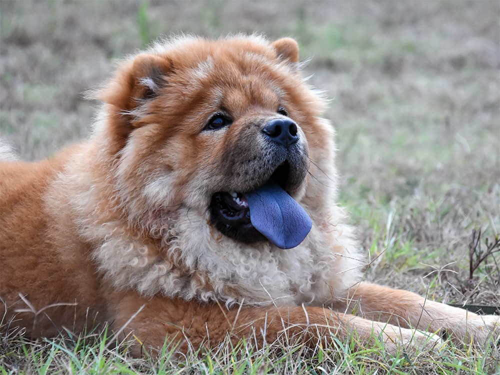 chow dog on grass