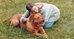 The 6 Most Common Mastiff Mixes (and Why They’re So Popular)