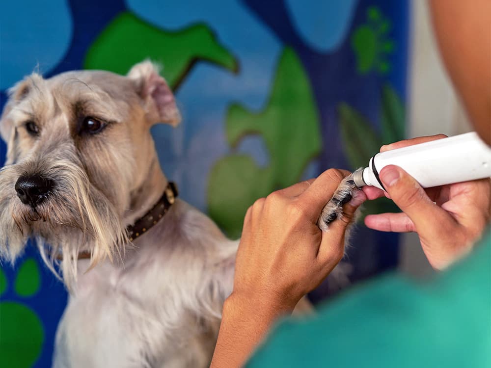 Cute dog getting its nails trimmed.