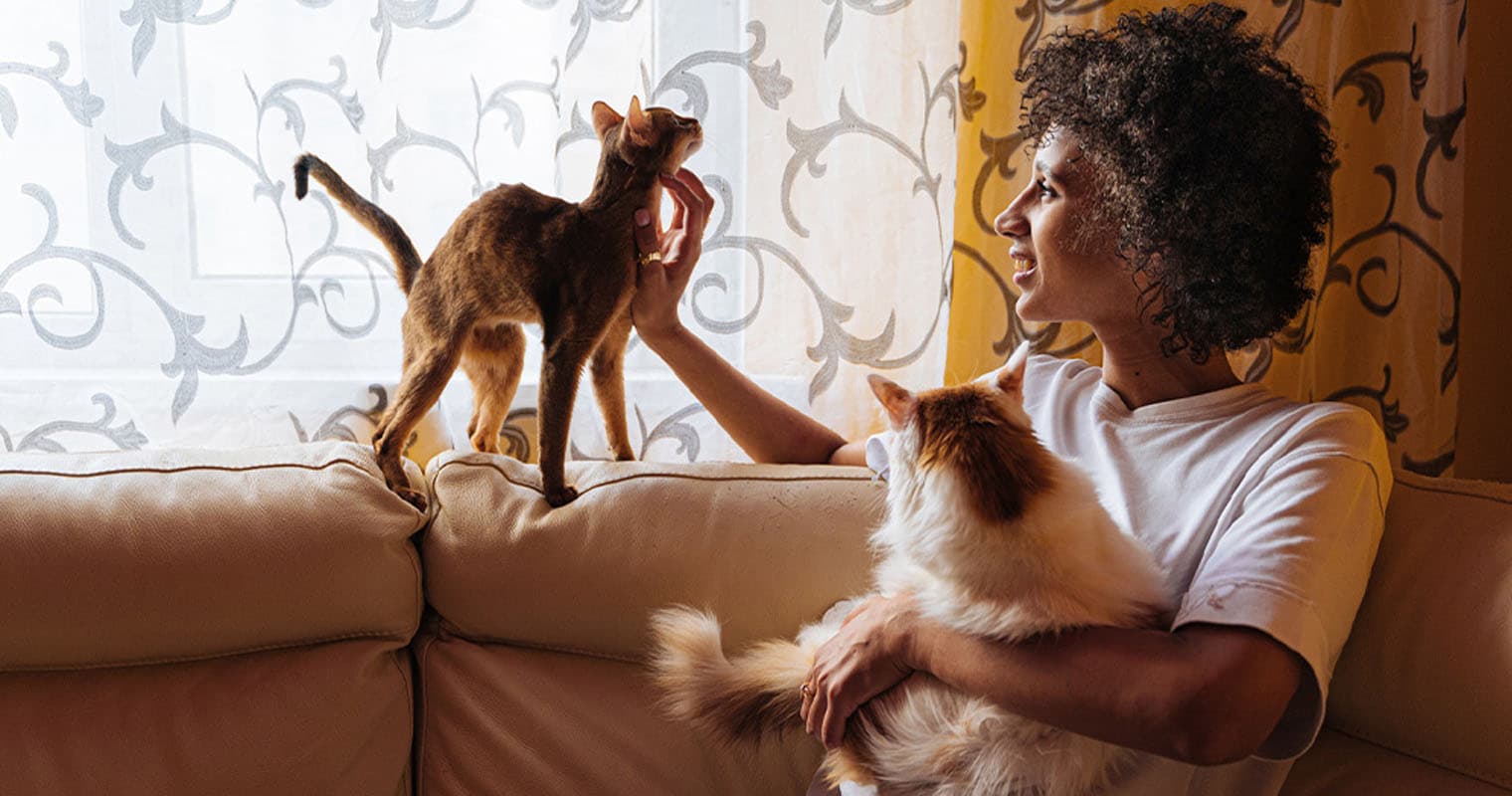 How to Introduce Cats: Introducing a New Kitten to Your Cats