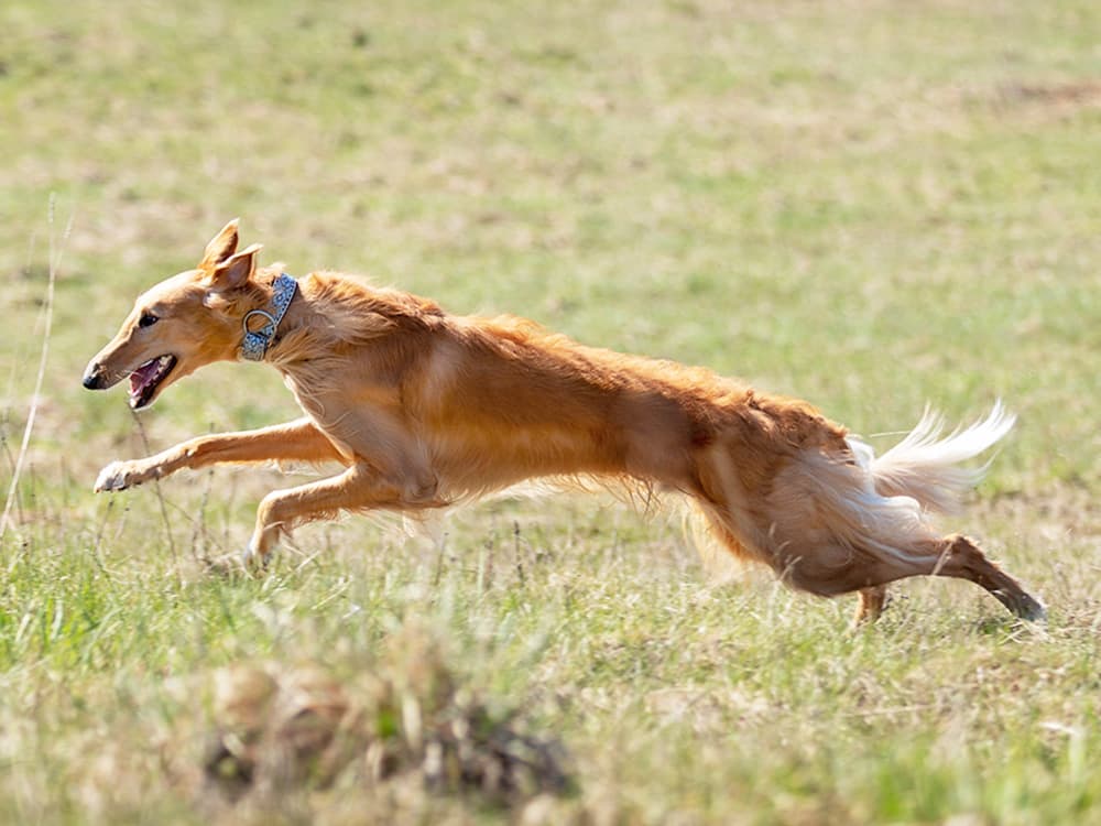 Borzoi running