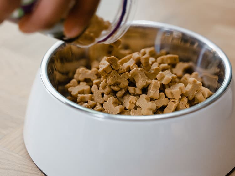 BPA Linked to Health Concerns in Dogs