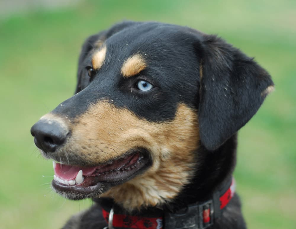 A mixed breed pup who's been playing in the dirt