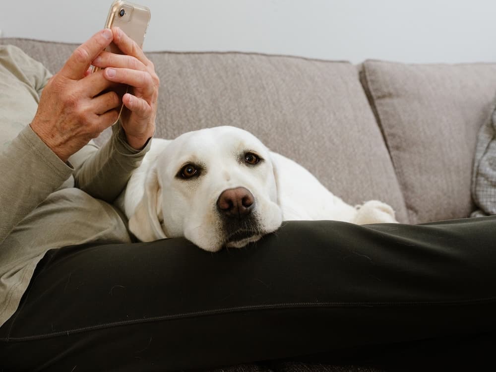 6 Signs Your Dog Is Not Getting Enough Exercise