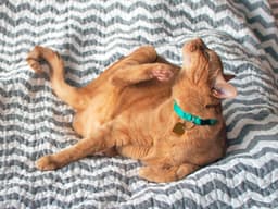 How Do You Soothe Your Cat’s Itchy Skin?