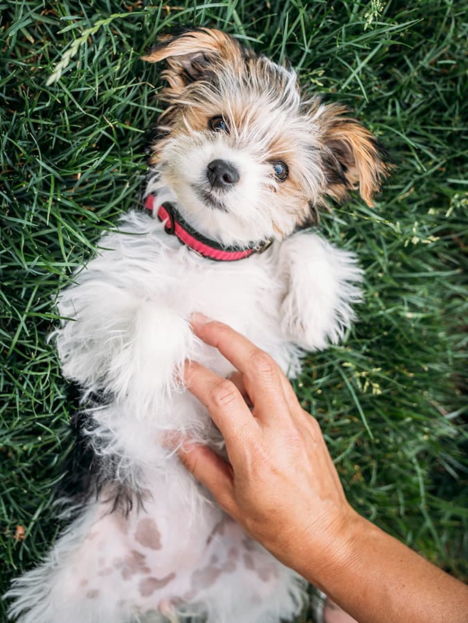 What It Really Means When a Dog Shows You Their Belly