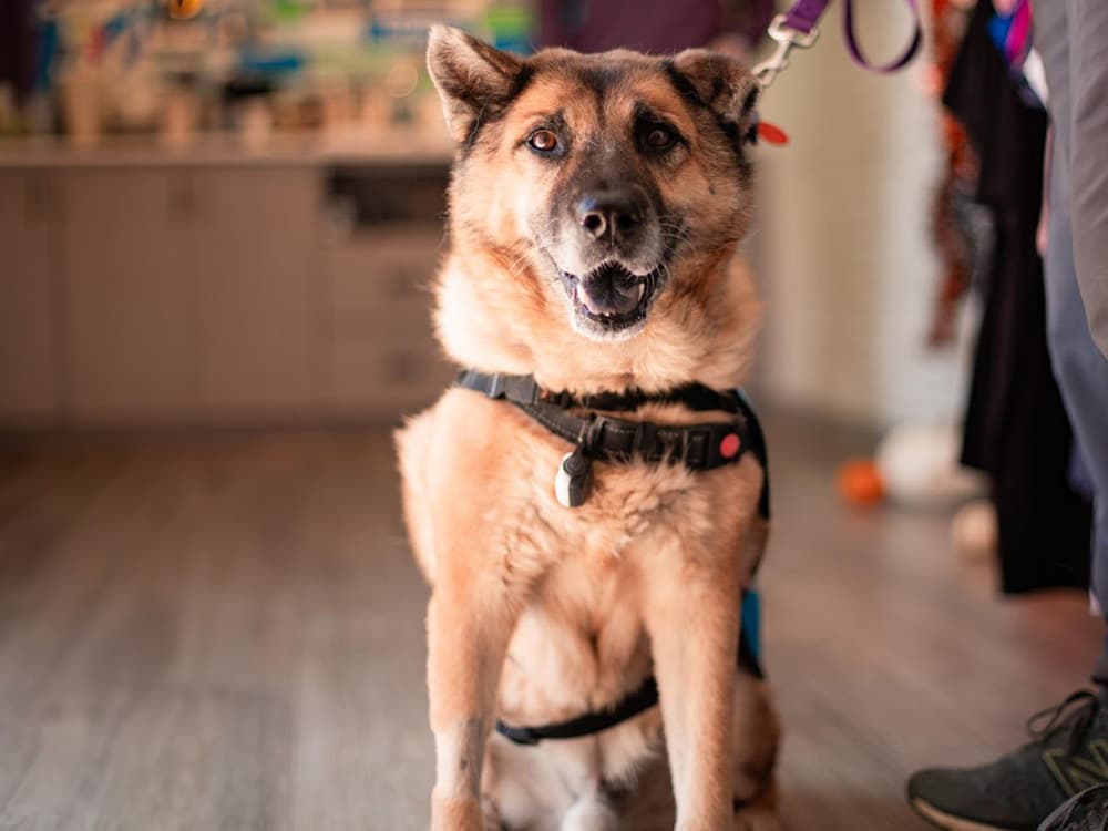 German Shepherd mix