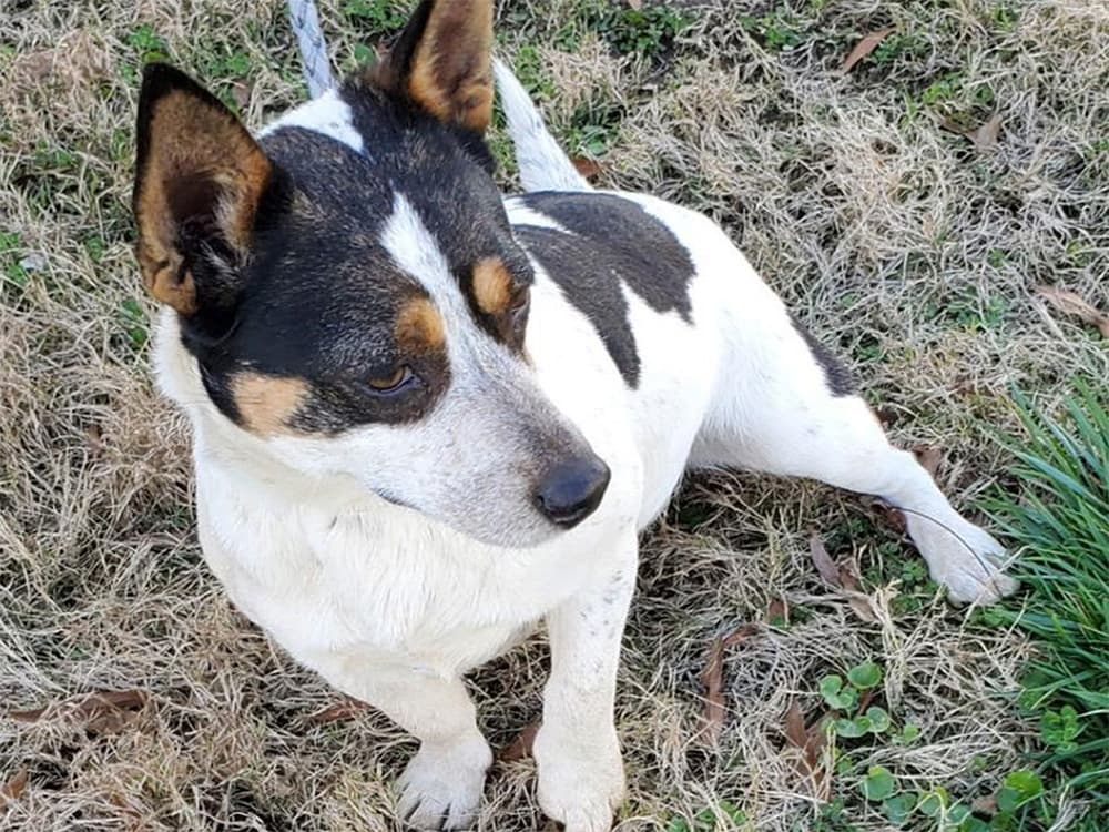 Jack russell / beagle mix