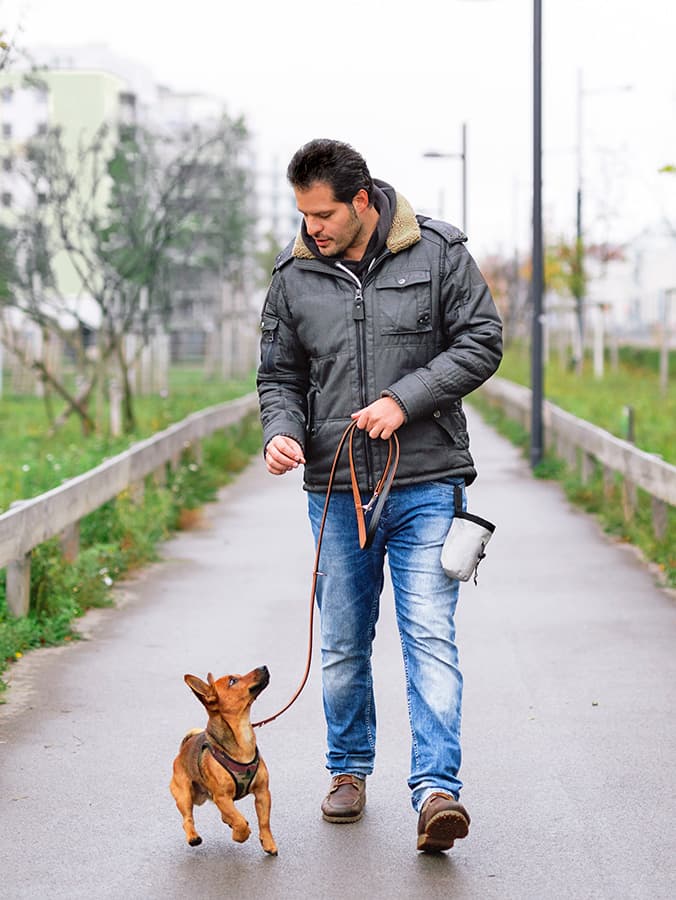 How to Teach Your Dog to Heel