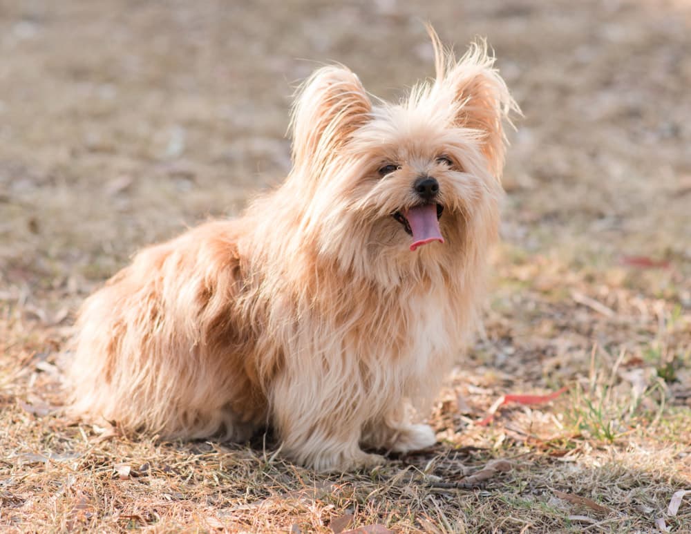 Australian silky terrier on grass