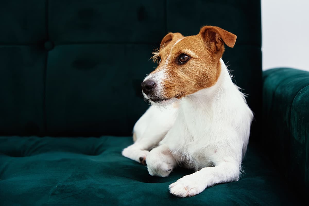 Tired jack russell terrier dog sleeps on the couch