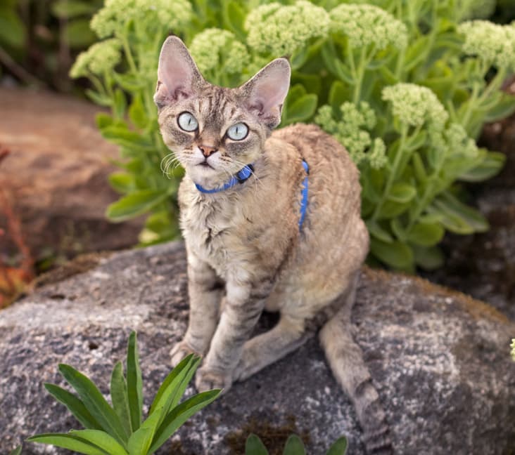 A Devon Rex cat sitting on a boulder.