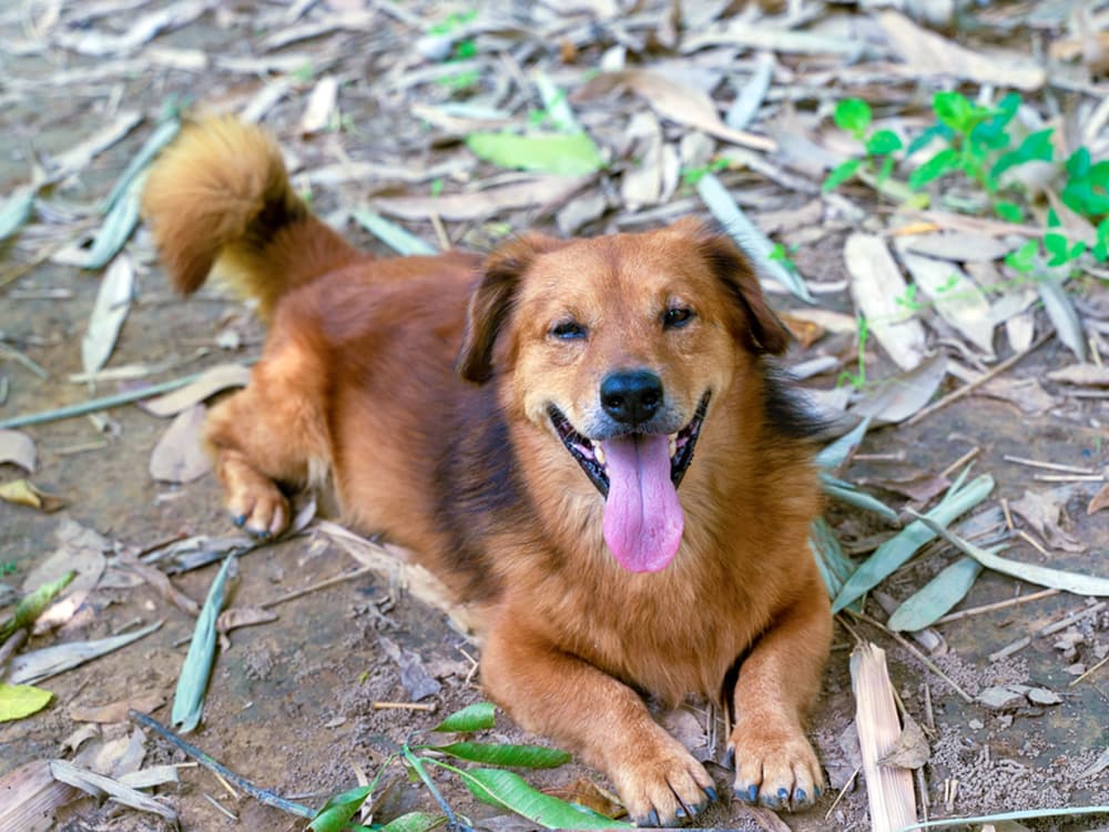 golden retriever / corgi mix