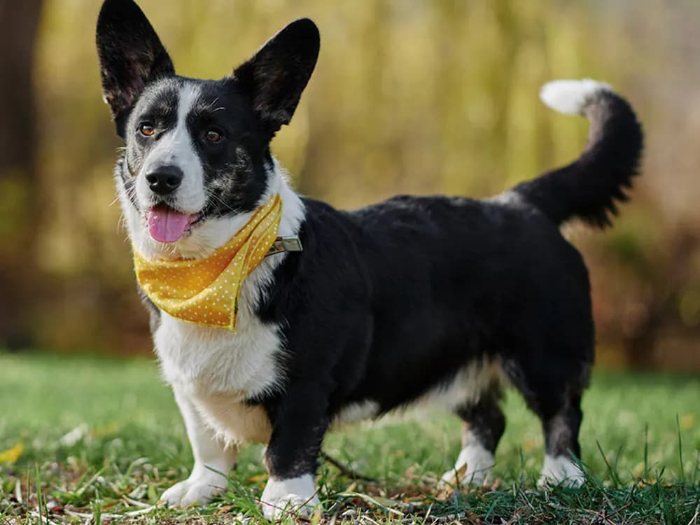cardigan welsh corgi with yellow bandana