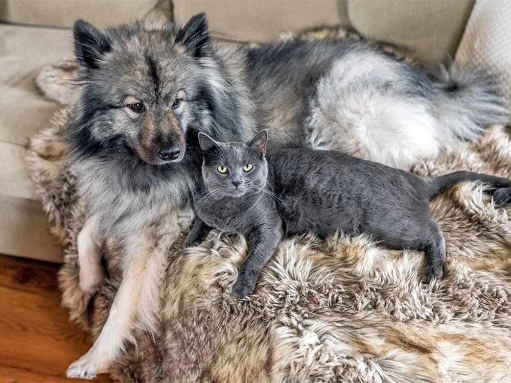 Do Dogs “Raised by Cats” Start Acting Like Cats? The Internet Thinks So