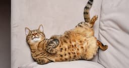 100+ Cat Pun Names Sure to Make You Smile